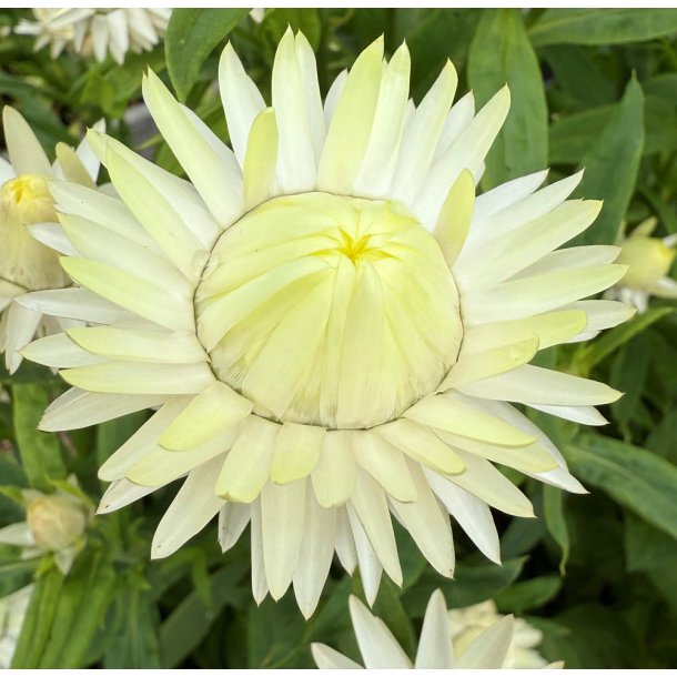 Kmpeevighedsblomster. King size Frosted sulphur. Helichrysum bracteatum. Fr