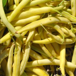 B�nner fr�. Kinghorn wax. Buskb�nner. Phaseolus vulgaris. Ca. 55 Fr�.