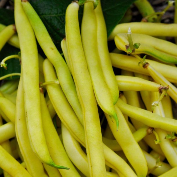 B�nner fr�. Kinghorn wax. Buskb�nner. Phaseolus vulgaris. Ca. 55 Fr�.