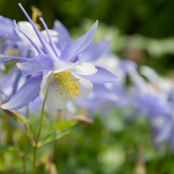 Akelejer fr�. Kirigami. Light blue and white. Aquilegia caerulea. Ca. 10 Fr�
