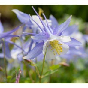 Akelejer. Kirigami. Light blue and white. Aquilegia caerulea. Fr
