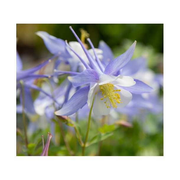 Akelejer. Kirigami. Light blue and white. Aquilegia caerulea. Fr