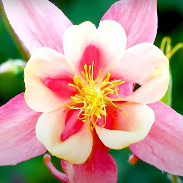 Akelejer fr�. Kirigami. Rose and pink. Aquilegia caerulea. Ca. 10 Fr�