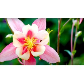 Akelejer. Kirigami. Rose and pink. Aquilegia caerulea. Fr