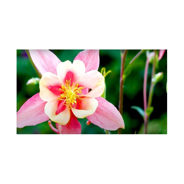Akelejer. Kirigami. Rose and pink. Aquilegia caerulea. Fr
