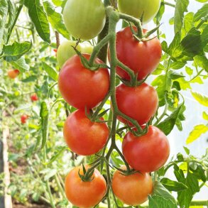 Tomat fr�. Agent. Solanum lycopersicum. F1. Ca. 10 Fr�