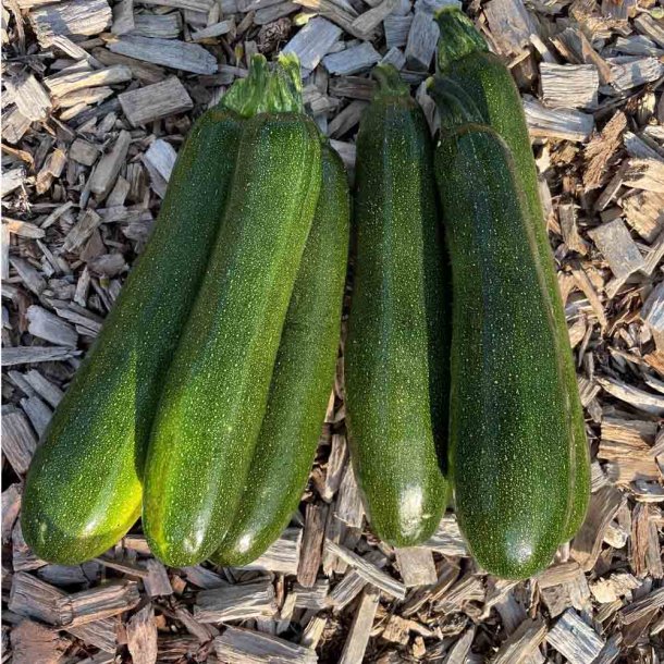 Courgetter fr. Ola Escaladora. Cucurbita pepo. Ca. 6 kologiske fr