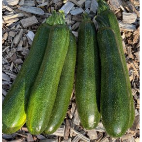 Courgetter. Ola Escaladora. Cucurbita pepo,kologisk. Fr