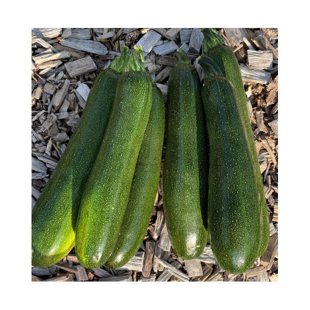 Courgetter. Ola Escaladora. Cucurbita pepo,kologisk. Fr
