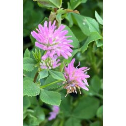 Klver. Persisk. Trifolium resupinatum. Fr