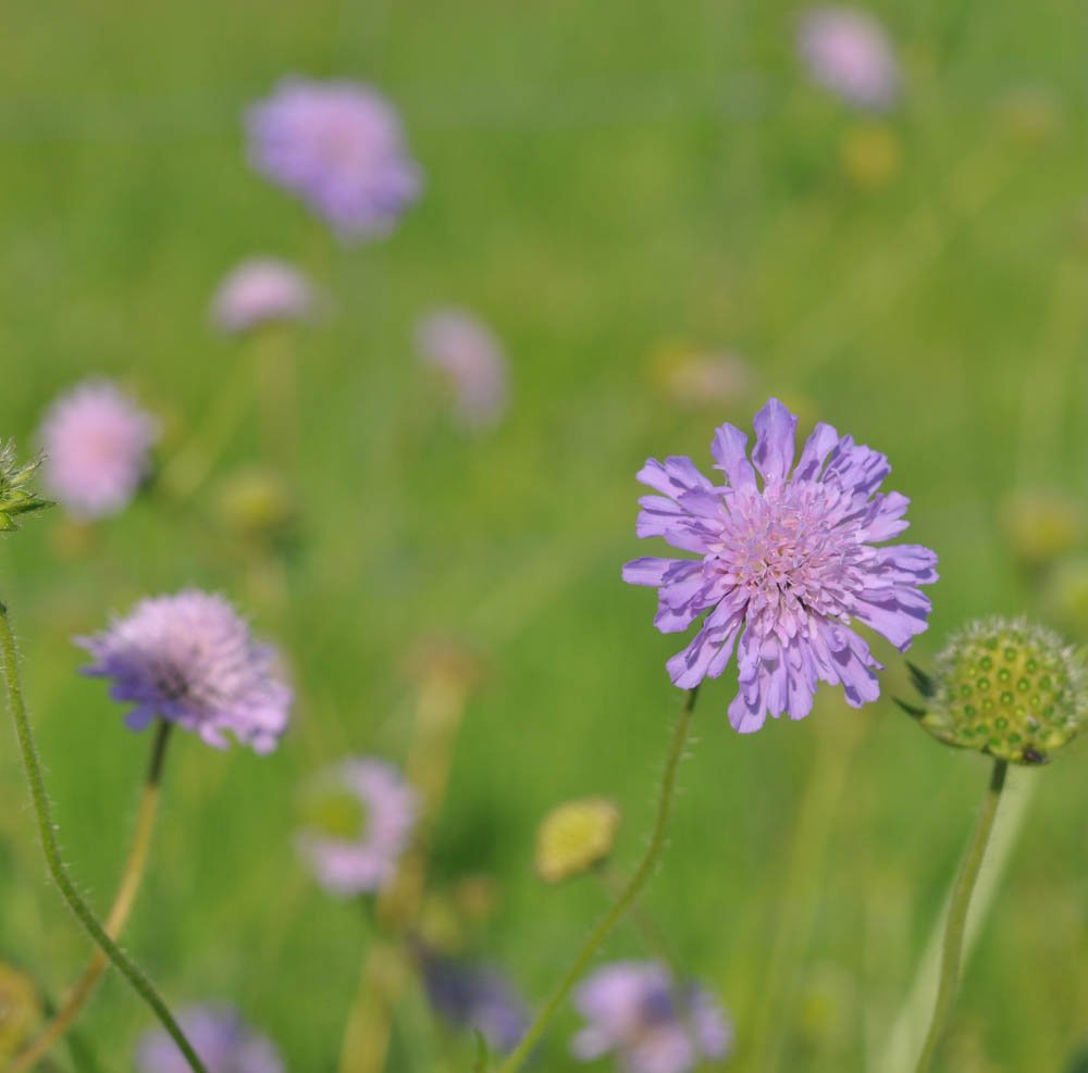 Største succes 2025