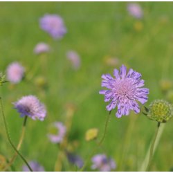 Blhat. Knautia arvensis. Fr