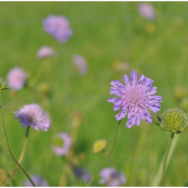 Blhat. Knautia arvensis. Fr