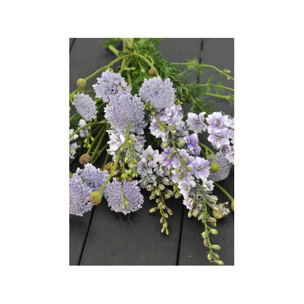 Kniplingsblomst. Didiscus caeruleus. Blue sky. Fr