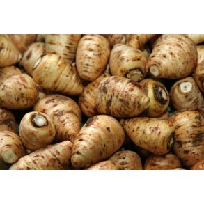 Knoldet hulsvb. Chaerophyllum bulbosum. Fr