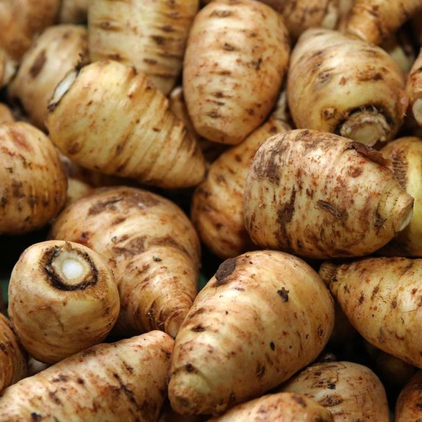 Knoldet hulsv�b fr�. Chaerophyllum bulbosum. Ca. 130 Fr�