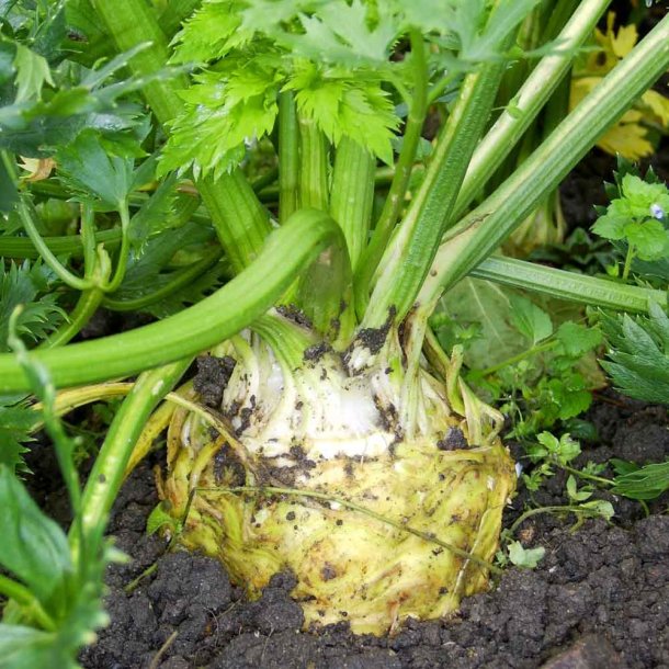 Knoldselleri fr�. Giant Prague. Apium graveolens. Ca. 900 Fr�.