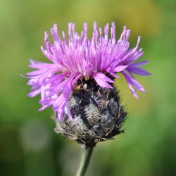 Knopurt fr�. Stor. Centaurea scabiosa. Ca. 80 Fr�