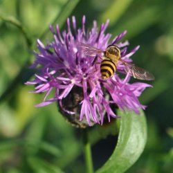 Knopurt fr�. Stor. Centaurea scabiosa. Ca. 80 Fr�