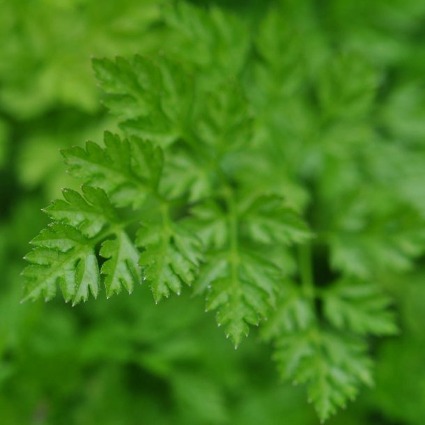K�rvel fr�. Anthriscus cerefolium. Ca. 1600 Fr�.