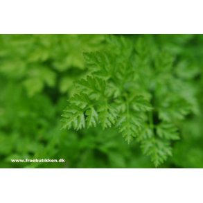 Krvel. Anthriscus cerefolium. Fr.