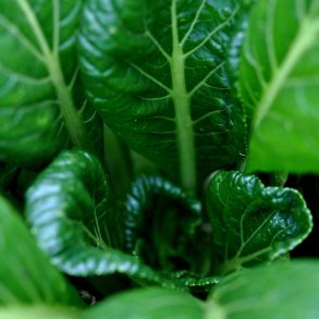 Komatsuna fr�. Green. Brassica rapa periviridis. Ca. 1200 Fr�.