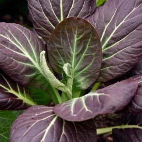 Komatsuna fr�. Red. Brassica rapa camprestris rapifera. Ca. 360 Fr�