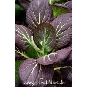 Komatsuna. Red. Brassica rapa camprestris rapifera. Fr