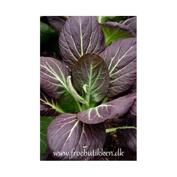 Komatsuna. Red. Brassica rapa camprestris rapifera. Fr