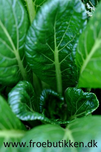 Komatsuna. Lækker vintergrøntsag