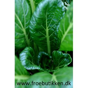 Komatsuna. Green. Brassica rapa periviridis. Fr.