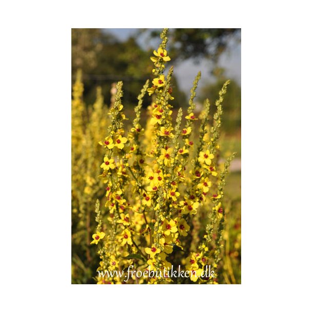 Kongelys. Mrk. Verbascum nigrum. Fr