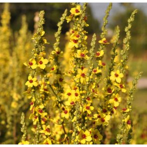Kongelys. Mrk. Verbascum nigrum. Fr