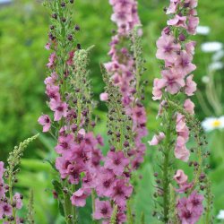 Kongelys fr�. Southern charm. Verbascum hybrida. Ca. 10 Fr�