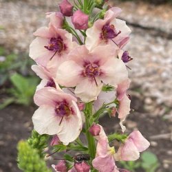 Kongelys fr�. Southern charm. Verbascum hybrida. Ca. 10 Fr�