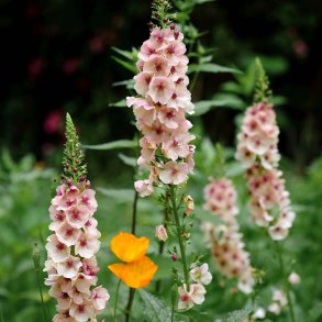 Kongelys fr�. Southern charm. Verbascum hybrida. Ca. 10 Fr�