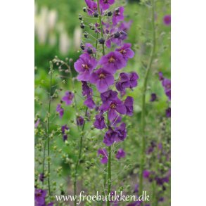 Kongelys. Violetta. Verbascum phoeniceum. Fr.