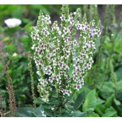 Kongelys. Wedding candles. Verbascum chaixii f. album. Fr