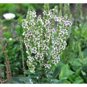 Kongelys. Wedding candles. Verbascum chaixii f. album. Fr