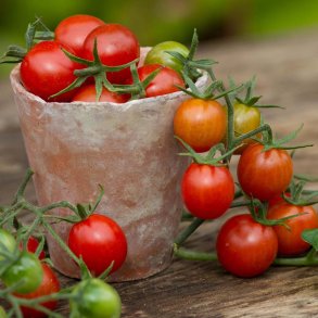 Tomat fr�. Koralik. Solanum lycopersicum. Ca. 10 �kologiske fr�
