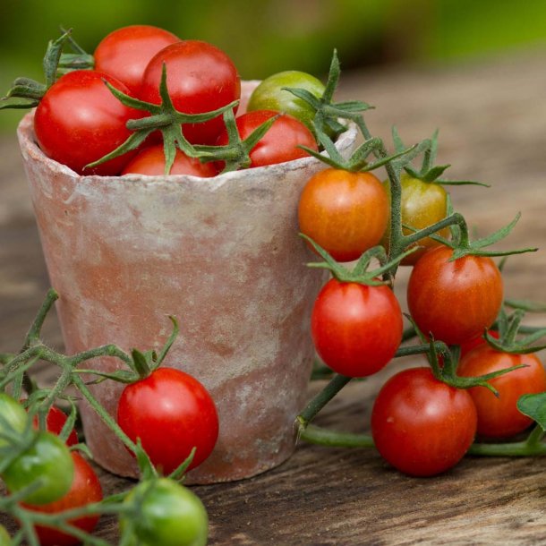 Tomat fr�. Koralik. Solanum lycopersicum. Ca. 10 �kologiske fr�