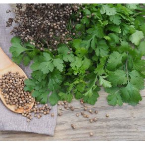 Koriander. Coriandrum sativum. Fr.