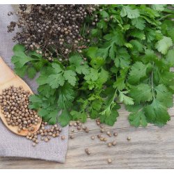 Koriander. Coriandrum sativum. kologisk. Fr.