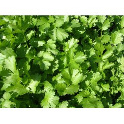 Koriander. Coriandrum sativum. kologisk. Fr.