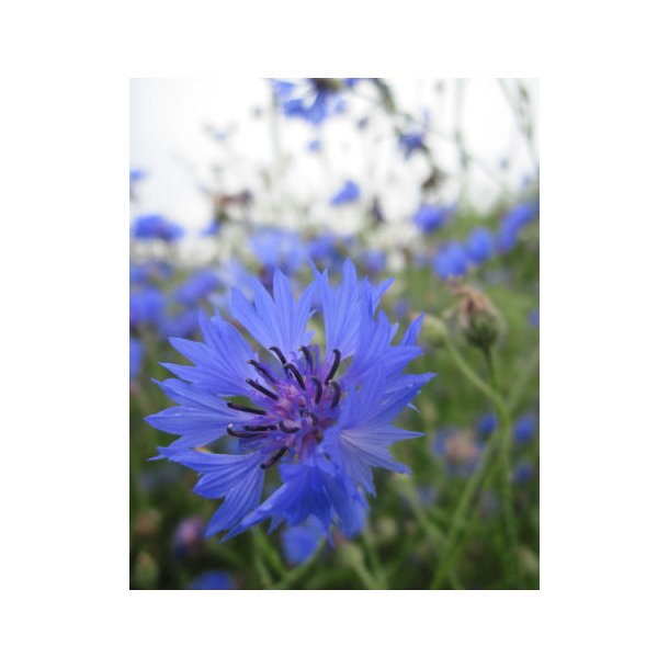 Kornblomster. Blue boy. Centaurea cyanus. Fr.