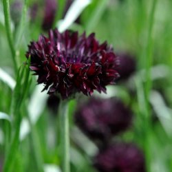 Kornblomster fr�. Black ball. Centaurea cyanus. Ca. 1250 Fr�.