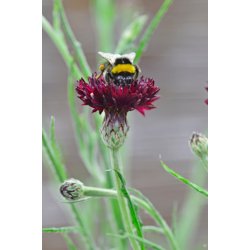 Kornblomster. Centaurea cyanus. Black ball. Fr.