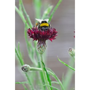 Kornblomster. Centaurea cyanus. Black ball. Fr.