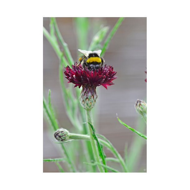 Kornblomster. Centaurea cyanus. Black ball. Fr.