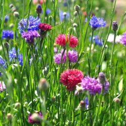 Kornblomster fr� Polka dot. Centaurea cyanus. Ca. 1250 Fr�